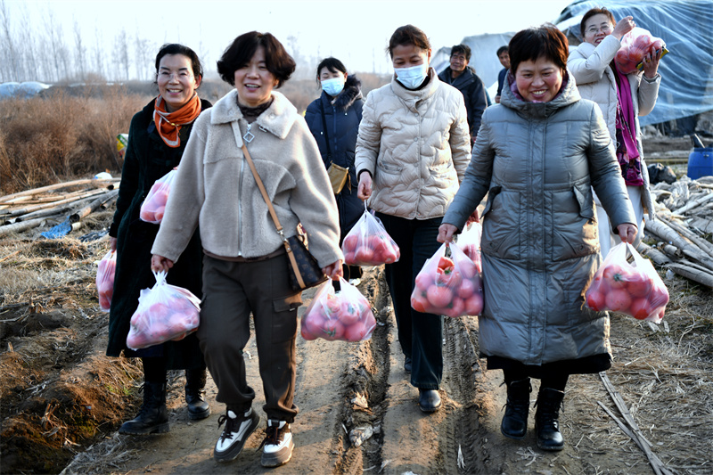 山东省菏泽市成武县孙寺镇马楼村高温大棚有机西红柿进入采摘上市高峰期，吸引不少城里人直接来大棚区采摘购买。