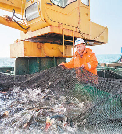 煙台經海海洋漁業有限公司工作人員向智能網箱投放魚苗。本報記者 李 蕊攝