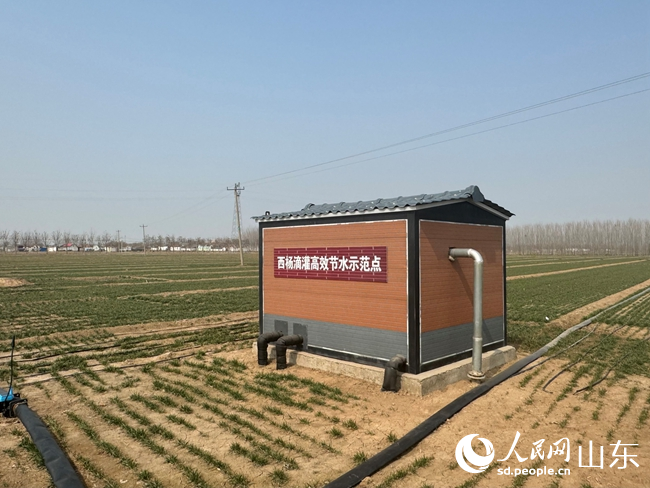 齐河县刘桥镇西杨村滴灌高效节水示范点。人民网周素锦摄。