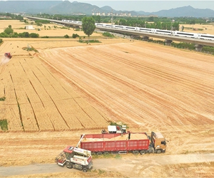 邹平88万亩小麦进入抢收阶段 