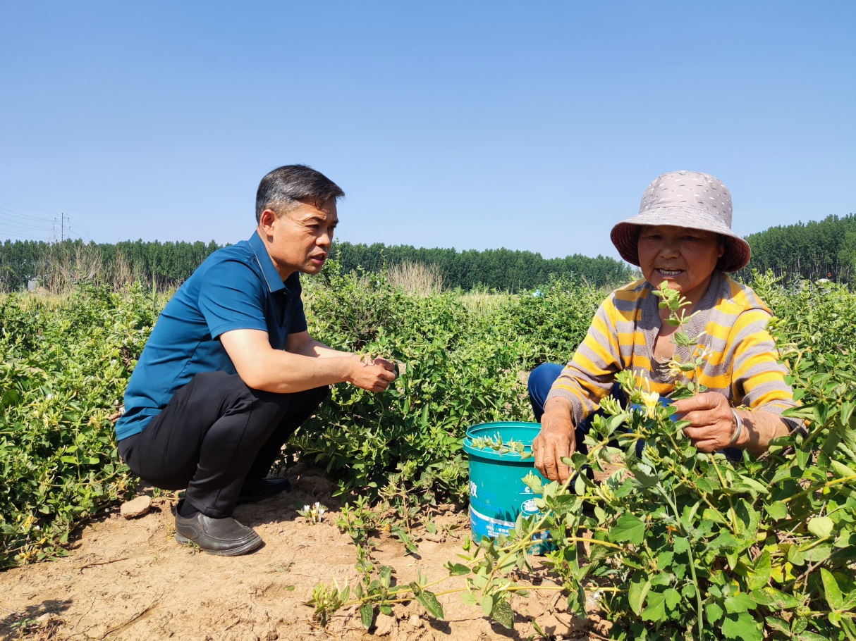 山东im电竞淄博大李家村：金银花结出“致富果”(图1)