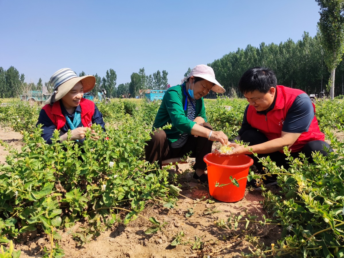 山东im电竞淄博大李家村：金银花结出“致富果”(图2)