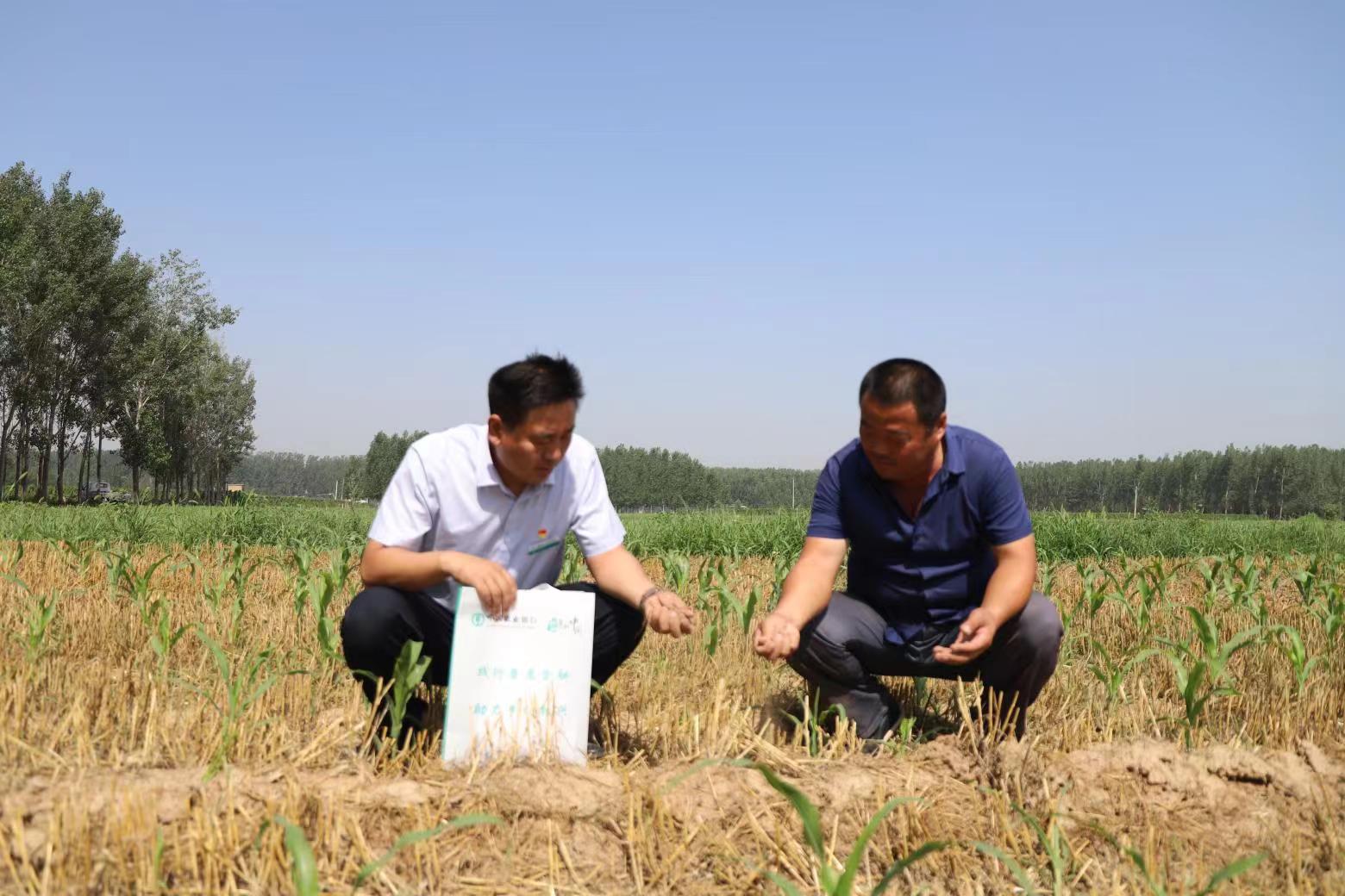 莘县支行客户经理实地了解夏播及耕地干旱情况  栾鑫众