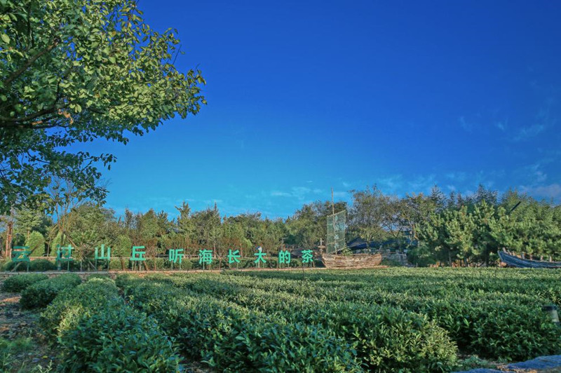 云過(guò)山丘茶園。張浩攝