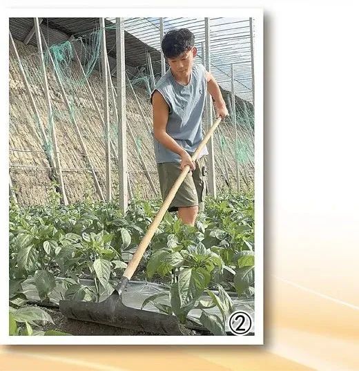 许多在大棚里给蔬菜培土。张珊摄