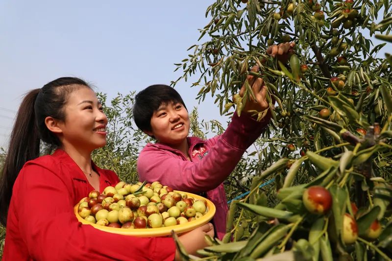 沾化冬棗採摘忙