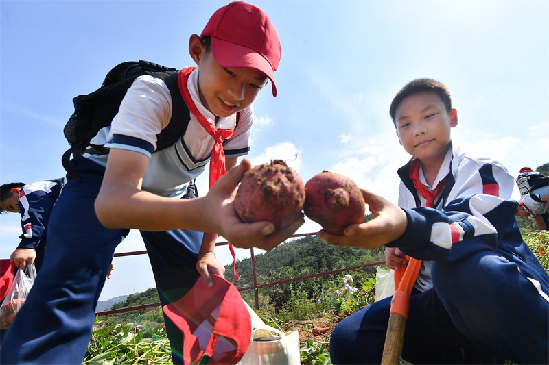 2024年9月29日，在山东青岛宜阳路小学开展的“田间课堂”丰收实践活动上，两名学生在比拼挖红薯。王海滨摄