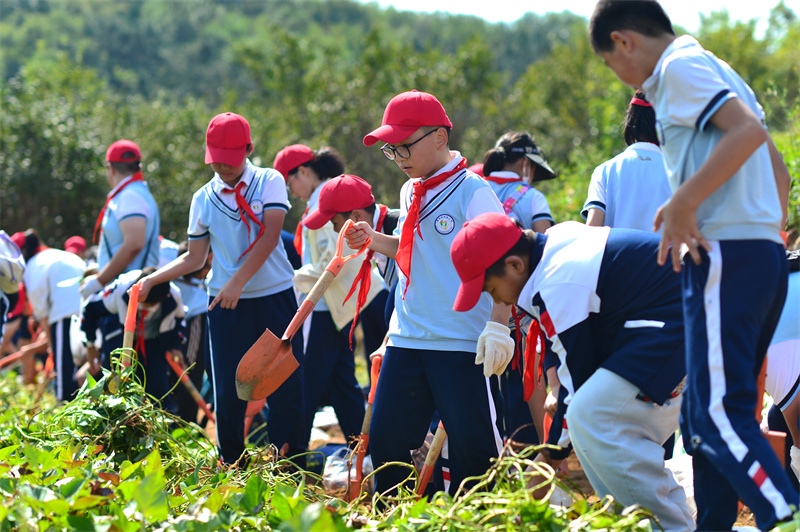 2024年9月29日，在山東青島宜陽路小學開展的“田間課堂”豐收實踐活動上，學生們在田地裡採收紅薯。王海濱攝