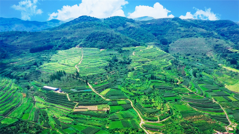 图为烟粮协作种植的山村