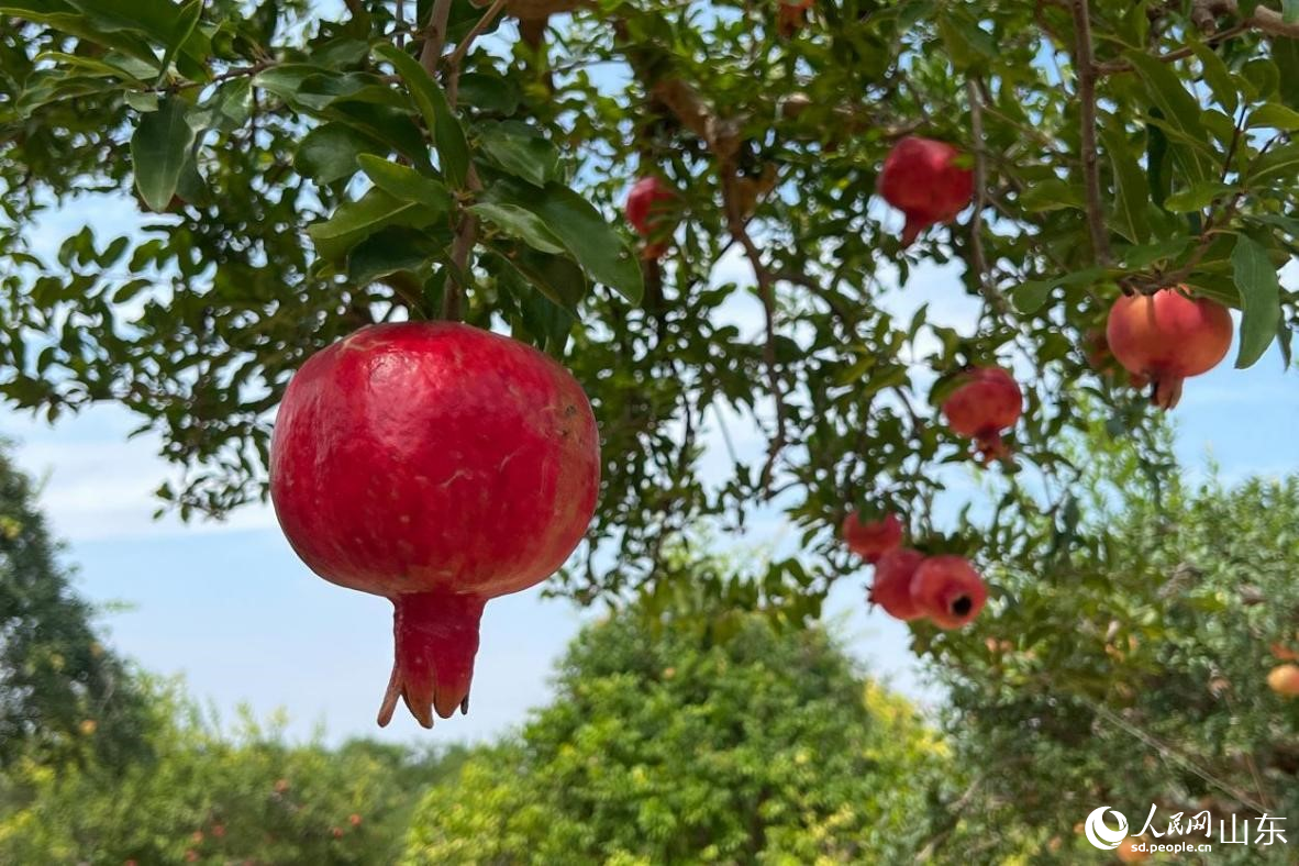 又是一年豐收時(shí)，嶧城冠世榴園內(nèi)紅彤彤的石榴掛滿(mǎn)枝頭。人民網(wǎng)記者 劉祺攝