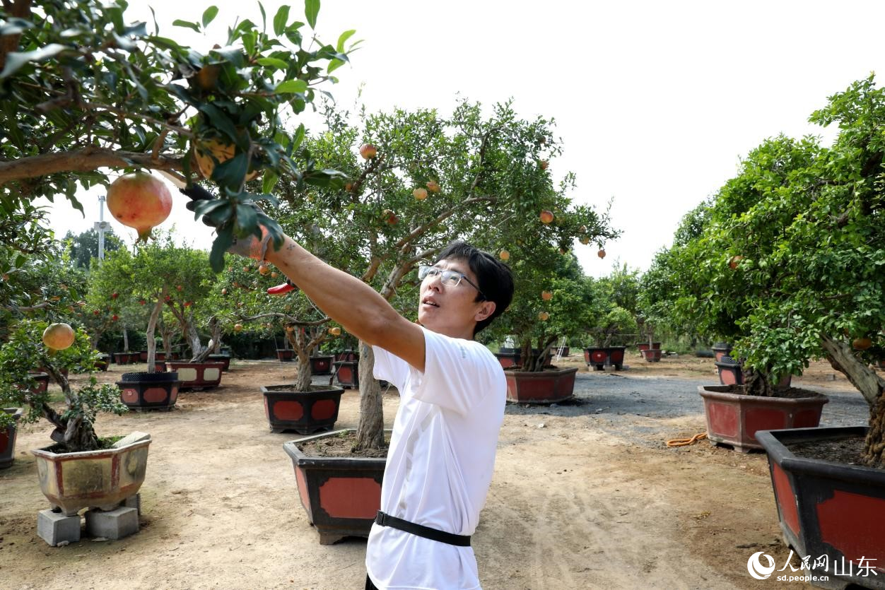 刘远正在修剪石榴盆栽。人民网记者 刘祺摄