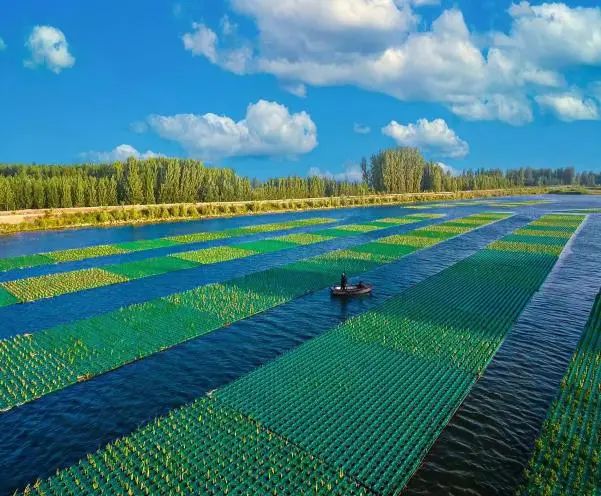 生态浮岛建设后。