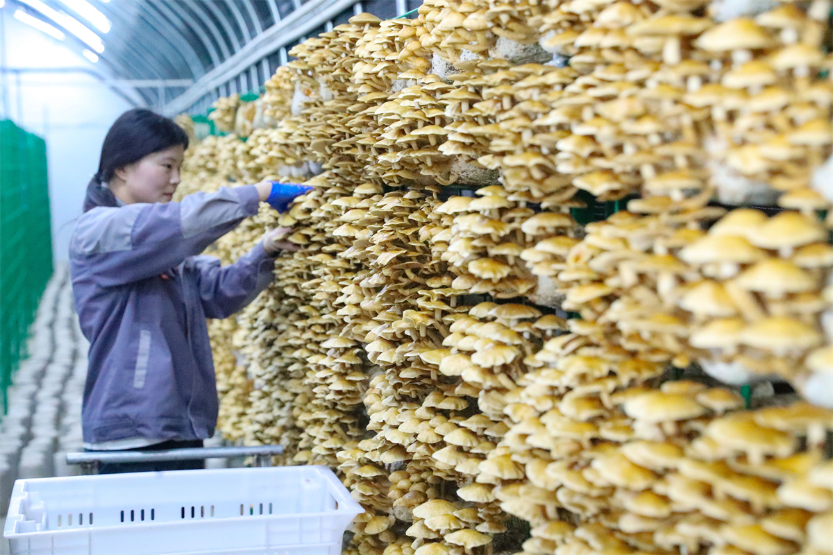 10月17日，在莱西市院上镇，山东艾泽福吉生物科技有限公司的工人在进行收获。（张进刚  摄）