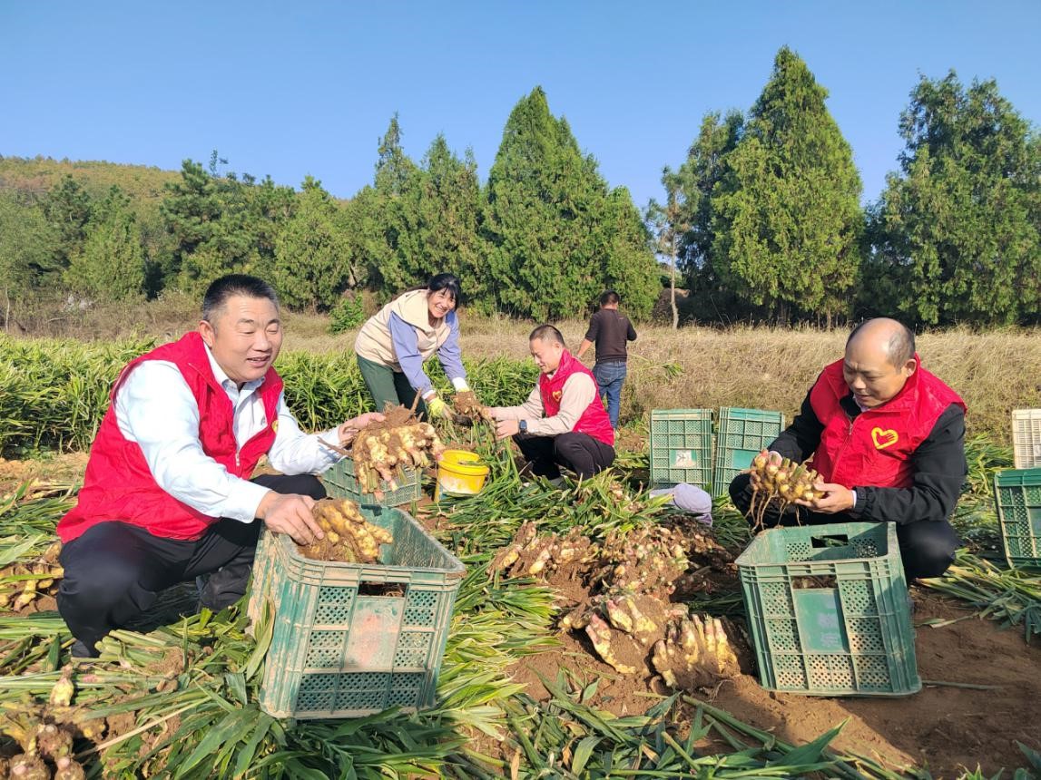 圖為助農志願服務隊開展助農採收。