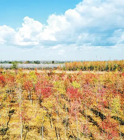 山東東營勝大生態林場“碳中和林”景色。