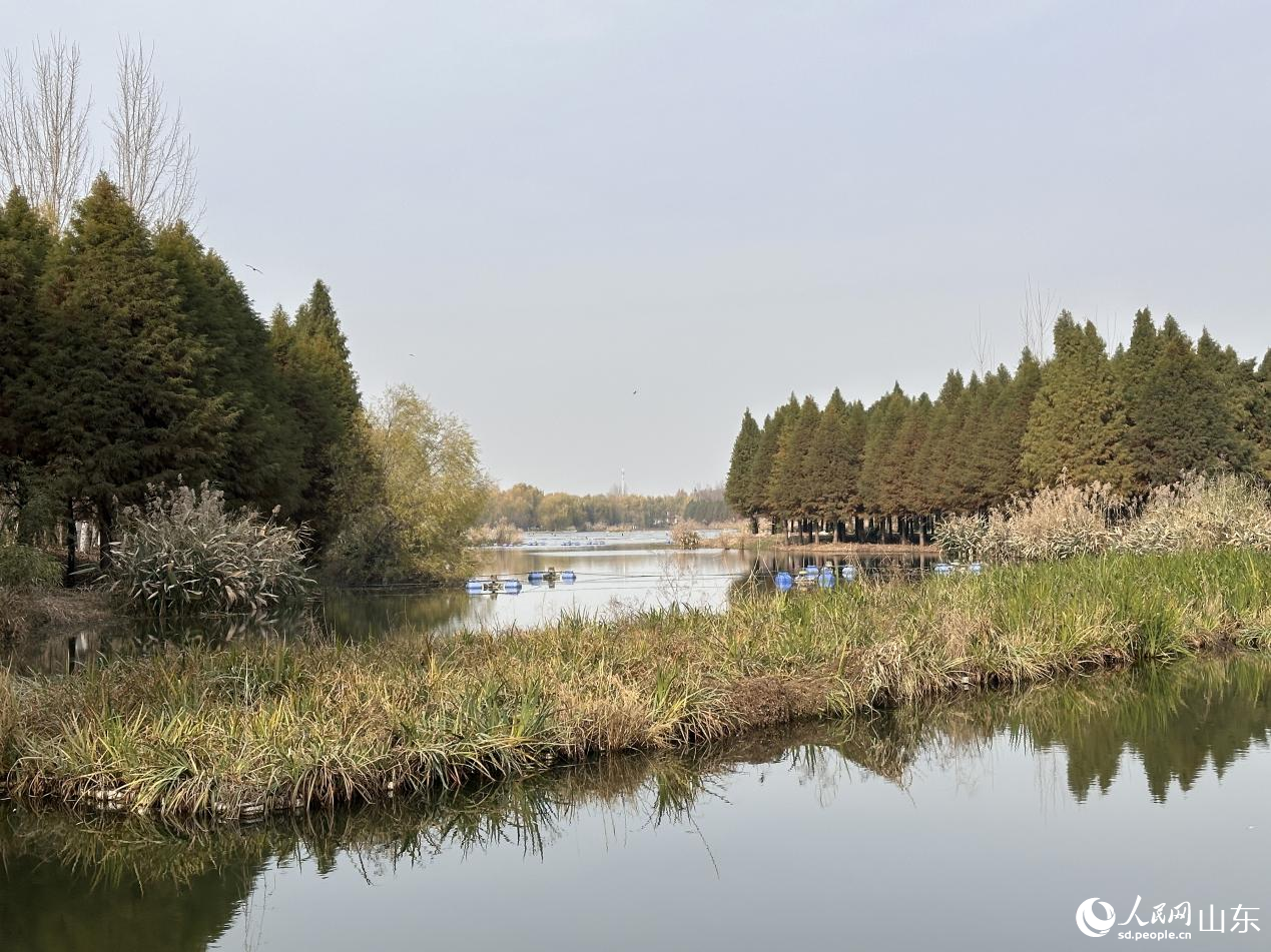 人工濕地末端，曝氣機與生態浮島形成過濾屏障。人民網 喬姝攝