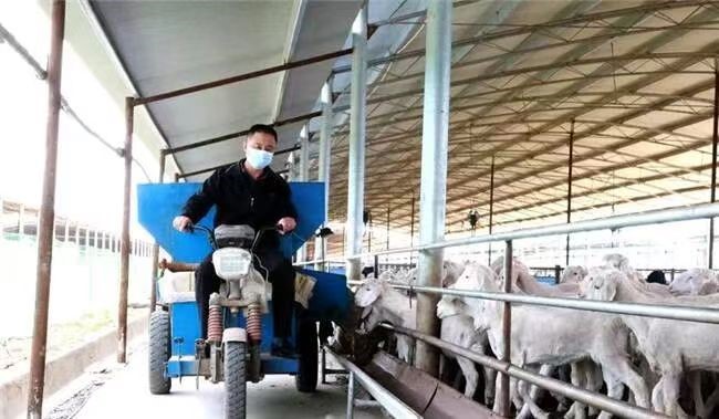 该行支持的利津县黄河口滩羊全产业链提升示范项目