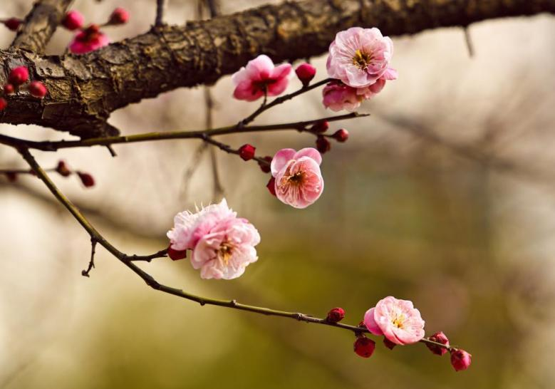 朵朵粉白梅花盛开在枝头。宋年升摄