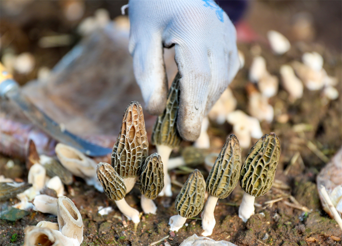 2月23日，在山东省青岛莱西市夏格庄镇西夏格庄村，农民在大棚里采收羊肚菌。（张进刚  摄）