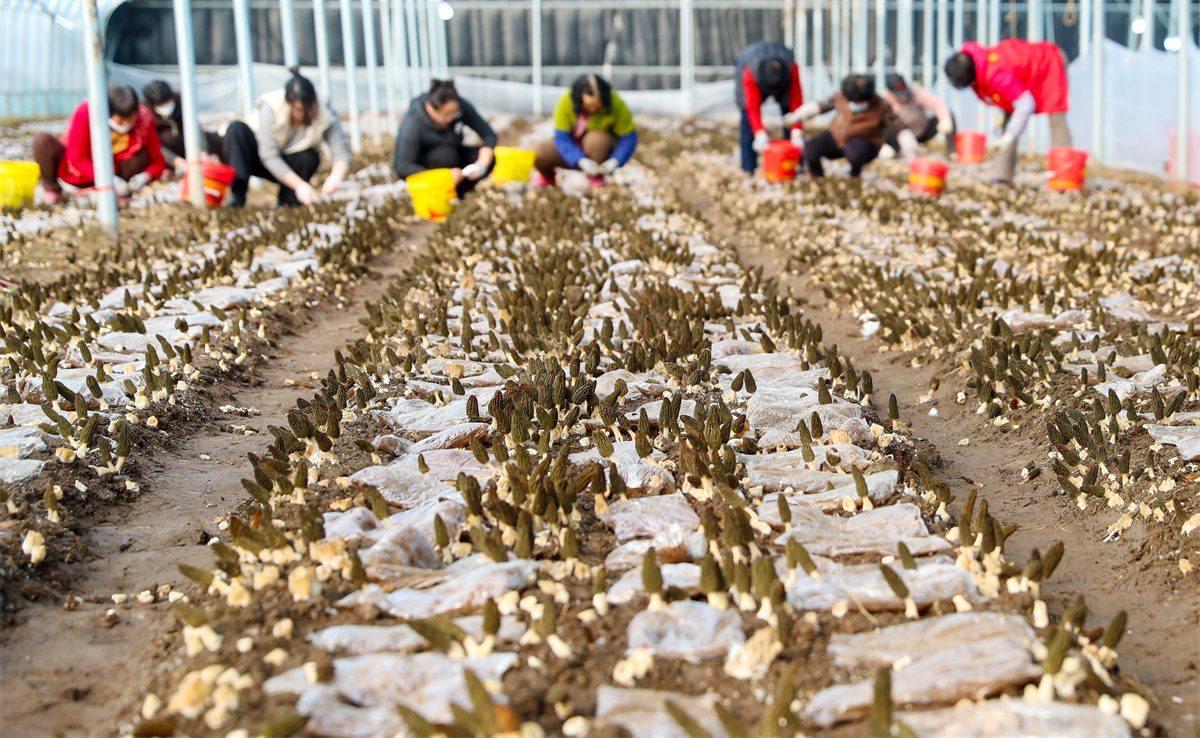 2月23日，在山东省青岛莱西市夏格庄镇西夏格庄村，农民在大棚里采收羊肚菌。（张进刚  摄）