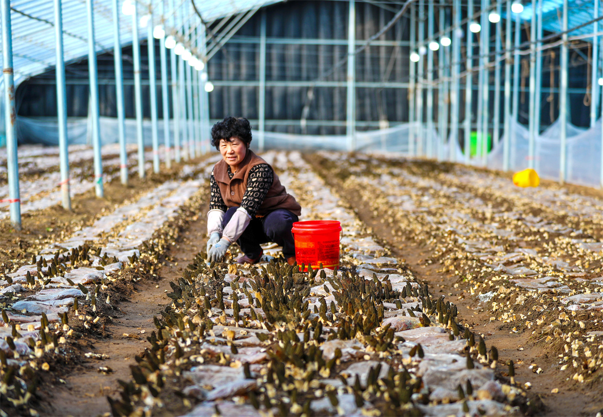 2月23日，在山东省青岛莱西市夏格庄镇西夏格庄村，农民在大棚里采收羊肚菌。（张进刚  摄）