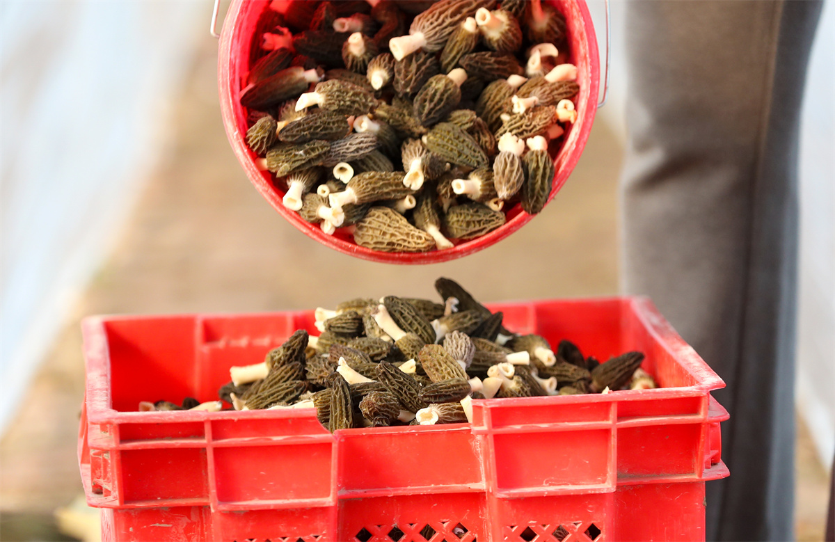 2月23日，在山东省青岛莱西市夏格庄镇西夏格庄村，农民在大棚里采收羊肚菌。（张进刚  摄）
