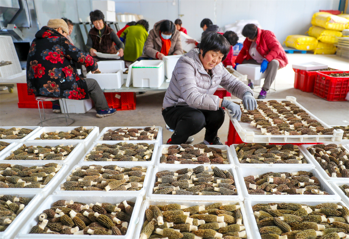2月23日，在山东省青岛莱西市夏格庄镇西夏格庄村，农民在分拣刚刚采收的羊肚菌。（张进刚  摄）