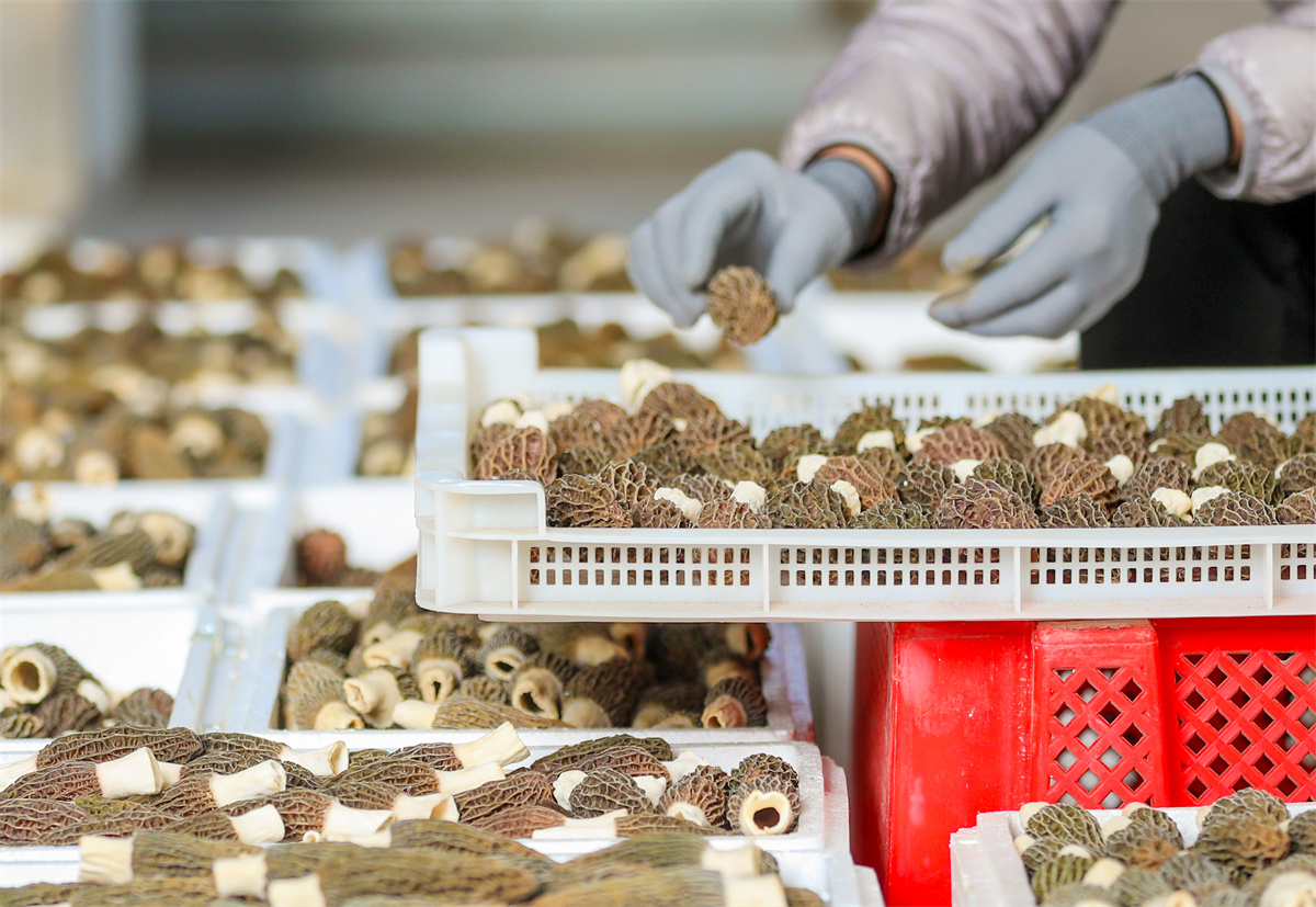 2月23日，在山东省青岛莱西市夏格庄镇西夏格庄村，农民在分拣刚刚采收的羊肚菌。（张进刚  摄）