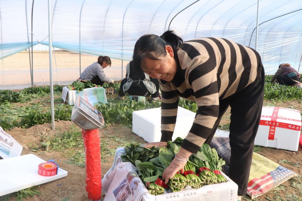 2月18日，单县徐寨镇时集村蔬菜大棚内，村民们正在忙着给菠菜装箱、过称。