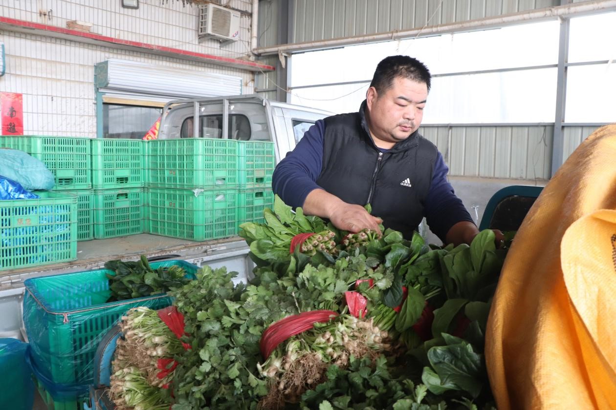 2月18日，单县彩松农业种植专业合作社收购点，工人们正在忙着分拣、装箱。