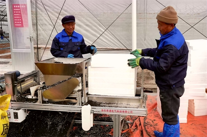 一体化烟苗播种机大大提升了播种效率