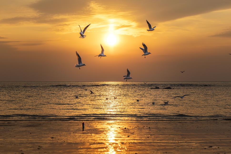 伴随着海鸥的鸣叫,阳光轻吻海面,倾洒下橘色的绚烂。单英 摄