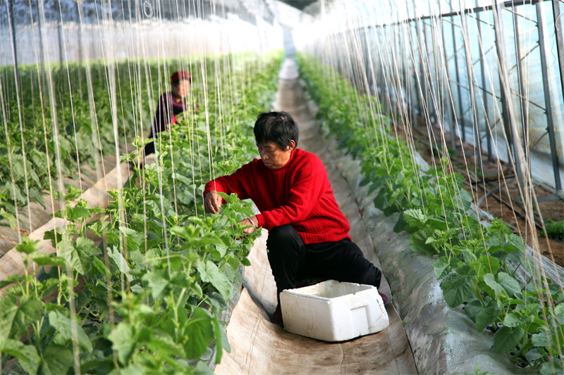 3月5日，農民在山東省聊城市茌平區賈寨鎮耿店村現代農業科技示范園大棚裡管理種植的甜瓜。