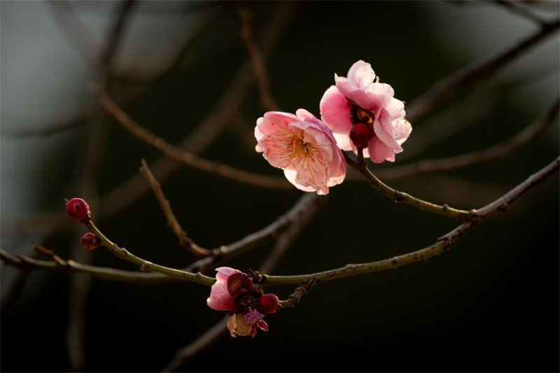 花瓣似蝶，輕盈舒展，粉色臘梅在枝頭淺笑嫣然。袁召勇攝