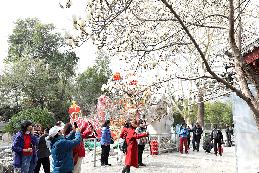 济南趵突泉公园内玉兰花竞相盛开，吸引众多游客前来踏春赏花。人民网记者 刘祺摄