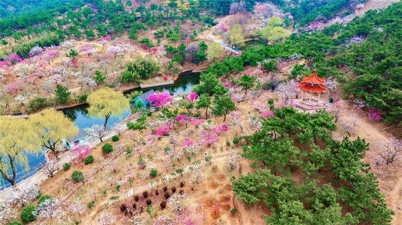 3月27日，青島梅園迎來“盛花期”，景區內梅花綻放，吸引大量游客游玩。景區累計入園人數突破10萬人次。