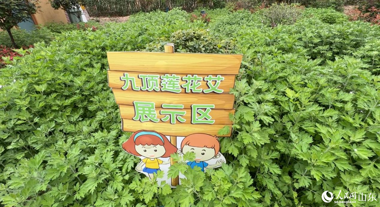 艾山村九顶莲花艾展示区。 人民网 乔姝摄