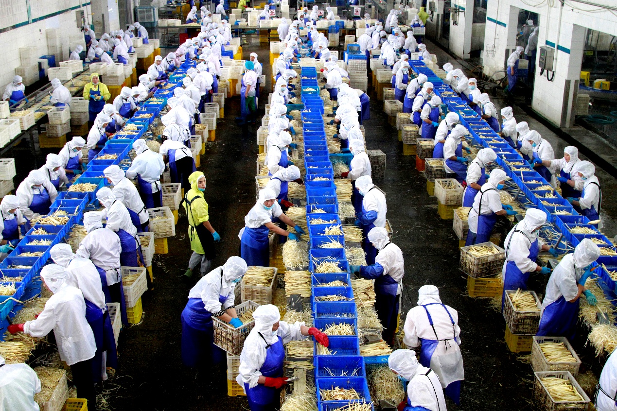 曹县食品企业车间内，工人们正在加工芦笋。曹县县委宣传部供图
