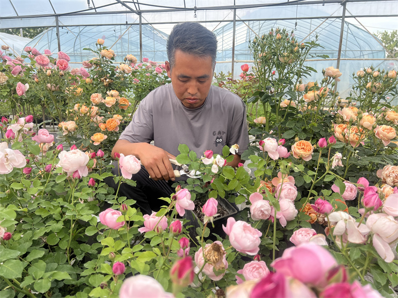 一惟花艺基地负责人申成龙在修剪花枝。万成摄
