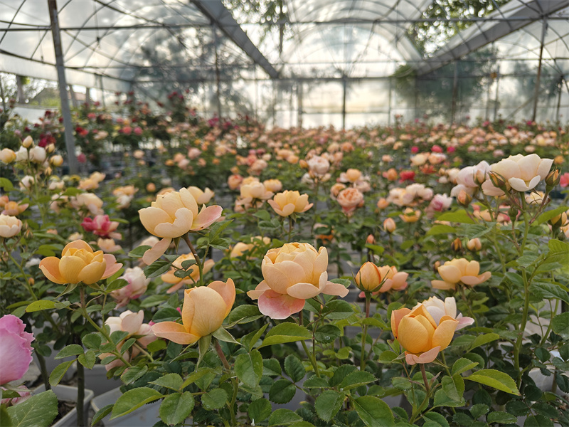菏泽市定陶区张湾镇申海村一惟花艺基地内，月季争相盛放。万成摄