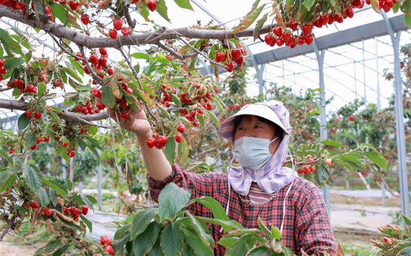 山东茌平：樱桃喜丰收 映红富民路
