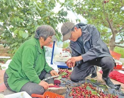 姜利红（右）帮村民挑选樱桃。