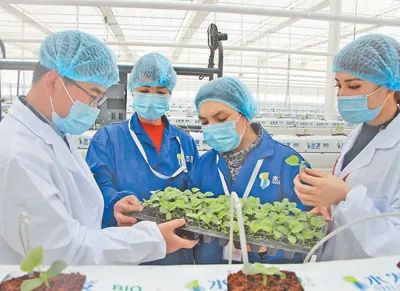 山东援疆技术人员（左一）正在传授当地工人种植技术。史亚婷摄（人民视觉）