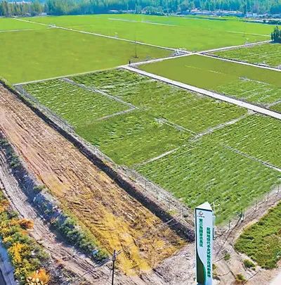 黄三角国家农高区盐碱地现代农业试验示范疏勒基地的作物长势喜人。高开强摄（人民视觉）
