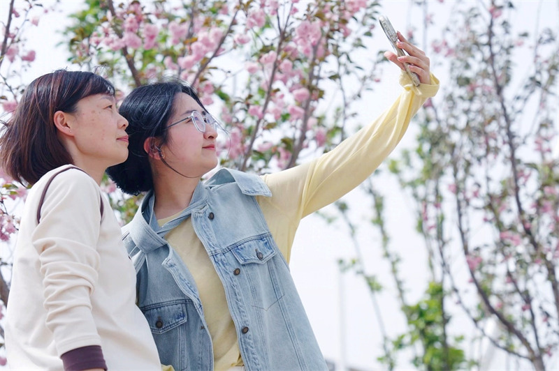 图为游客在七村拍照打卡，踏青赏樱