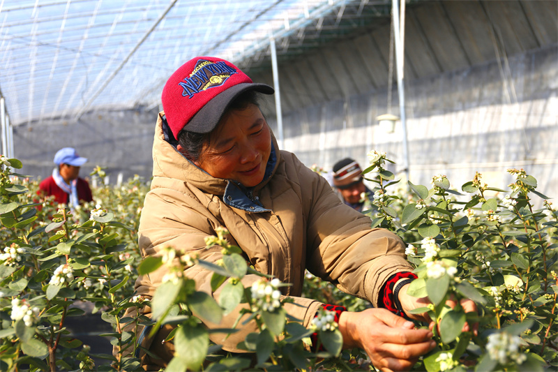 在蓝莓产业园扶贫基地，工人们忙着为蓝莓疏花、授粉，为丰产提效打下基础。 郑硕摄