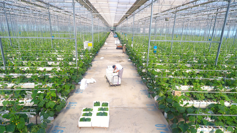 5月20日，在山东省聊城市茌平区贾寨镇耿店村现代农业科技示范园，村民在采摘黄瓜。（无人机照片）