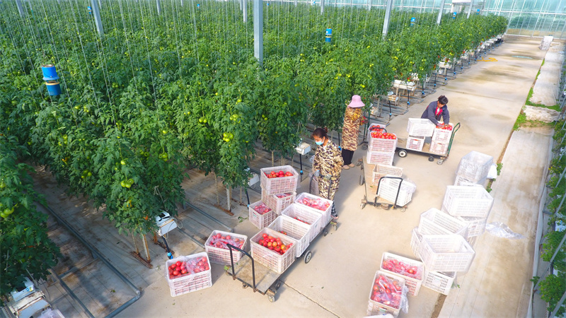 5月20日，在山东省聊城市茌平区贾寨镇耿店村现代农业科技示范园，工人们在采摘西红柿。（无人机照片）