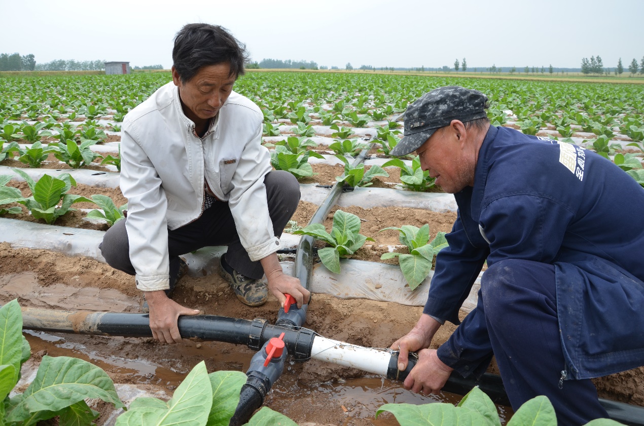 圖為煙農安裝滴灌帶