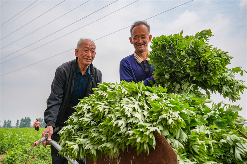 2025年5月23日，在山东省乐陵市花园镇关王堂村艾草种植基地，当地村民在收获艾草。